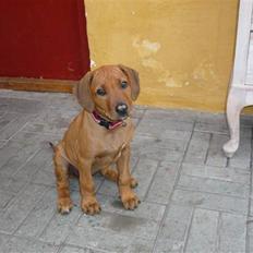 Rhodesian ridgeback Ziba