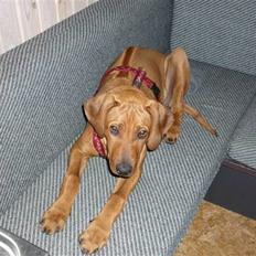 Rhodesian ridgeback Ziba
