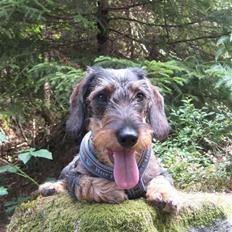 Gravhund SPRPR Toftekæret's Elvi