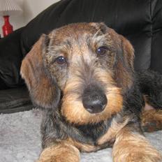 Gravhund SPRPR Toftekæret's Elvi