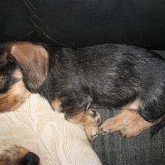 Gravhund SPRPR Toftekæret's Elvi