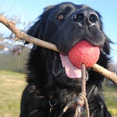 Blanding af racer Balder