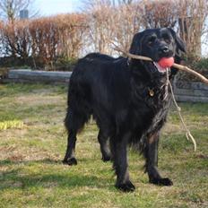 Blanding af racer Balder