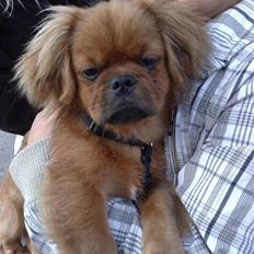 Pekingeser Maks