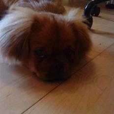 Pekingeser Maks