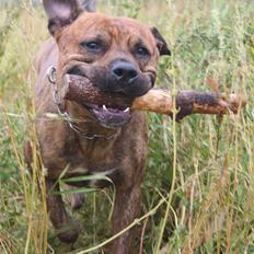 Amerikansk staffordshire terrier Miglo
