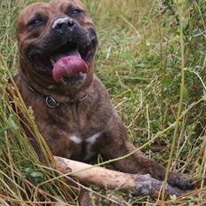 Amerikansk staffordshire terrier Miglo