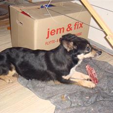 Blanding af racer Lenja