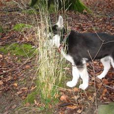 Siberian husky ziggie