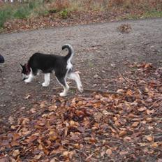 Siberian husky ziggie