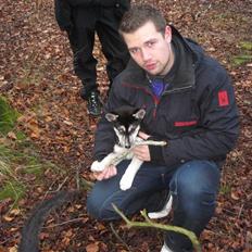 Siberian husky ziggie