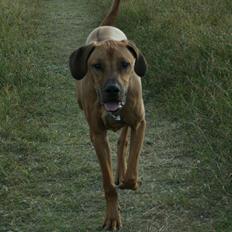 Rhodesian ridgeback Sputnik