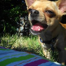 Chihuahua Hugo