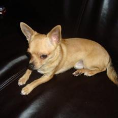 Chihuahua Hugo