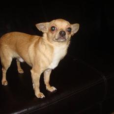 Chihuahua Hugo