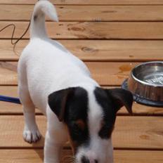 Jack russell terrier Chico