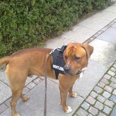 Blanding af racer Balou