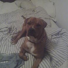 Blanding af racer Balou