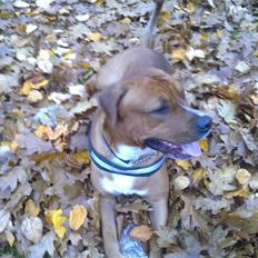 Blanding af racer Balou