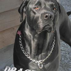 Labrador retriever Kiki *Dragen*