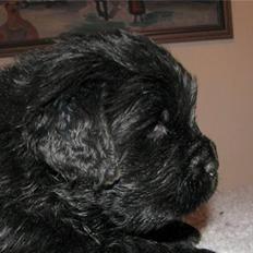 Newfoundlænder Boogie