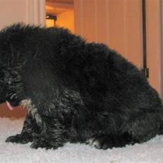 Newfoundlænder Boogie