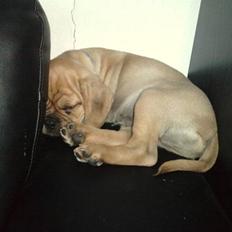 Blanding af racer Louis