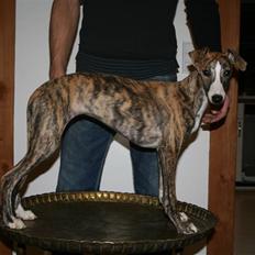 Whippet il Tempo Gigante