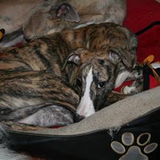 Whippet il Tempo Gigante