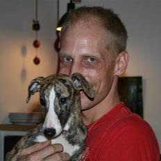 Whippet il Tempo Gigante