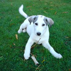 Blanding af racer kosmo(afleveret tilbage)