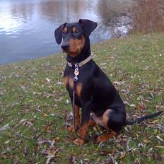 Tysk pinscher Nexus