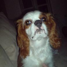 Cavalier king charles spaniel Bølle:-)