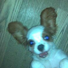 Cavalier king charles spaniel Bølle:-)