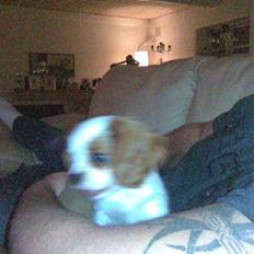 Cavalier king charles spaniel Bølle:-)