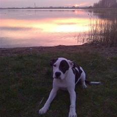 Amerikansk staffordshire terrier Calli RIP