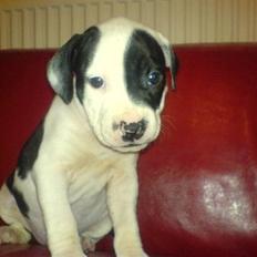 Amerikansk staffordshire terrier Calli RIP