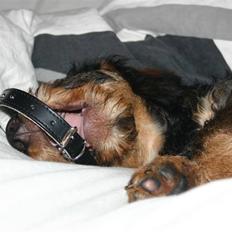 Gravhund Kong Albert 