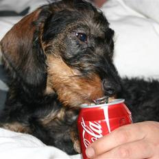 Gravhund Kong Albert 