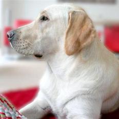 Labrador retriever Bailey