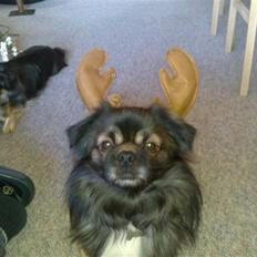 Tibetansk spaniel Gizmo