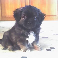 Tibetansk spaniel Gizmo