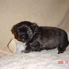 Tibetansk spaniel Gizmo