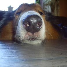 Collie langhåret Lassie
