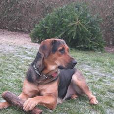 Blanding af racer molly