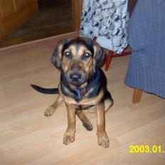 Blanding af racer molly