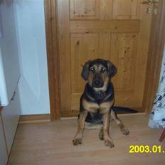 Blanding af racer molly