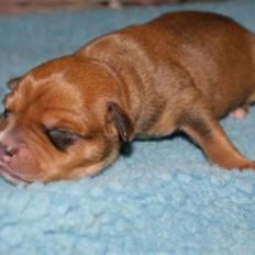 Staffordshire bull terrier Miloševic    (Milo)