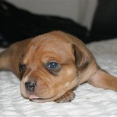 Staffordshire bull terrier Miloševic    (Milo)