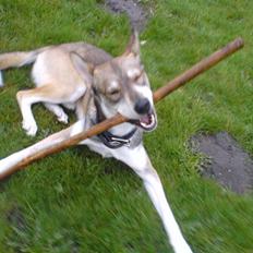 Blanding af racer Cozmo